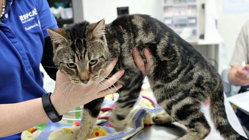 Trooper war die einzige ueberlebende Katze unter 14 ausgesetzten Katzen im Fall Woodville West. Quelle: ABC News / RSPCA, lokal archivierte Seitenkopie.