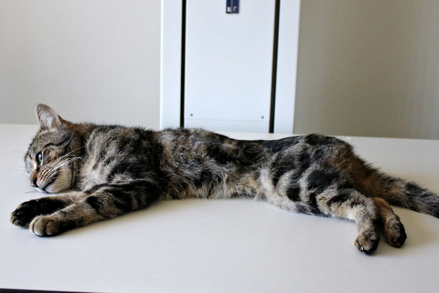 Trooper nach Rehabilitation und Adoption. Quelle: ABC News / RSPCA, lokal archivierte Seitenkopie.