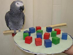 Oeffentliches Bild von Alex bei kognitiven Experimenten. Bildquelle: Wikimedia Commons, lokal gespeichert.