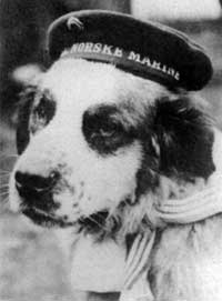 Oeffentliches historisches Bild von Bamse. Bildquelle: Wikimedia Commons, lokal gespeichert.