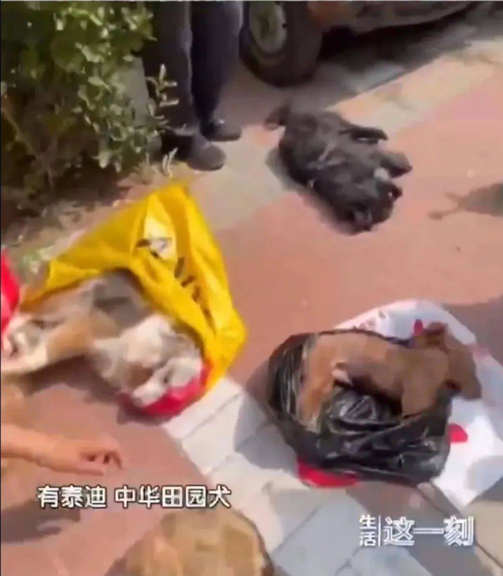 Oeffentlich berichtete Szene aus der Wohnanlage und Hundebild. Quelle: Sohu, erneute Veroeffentlichung oeffentlicher Berichte.