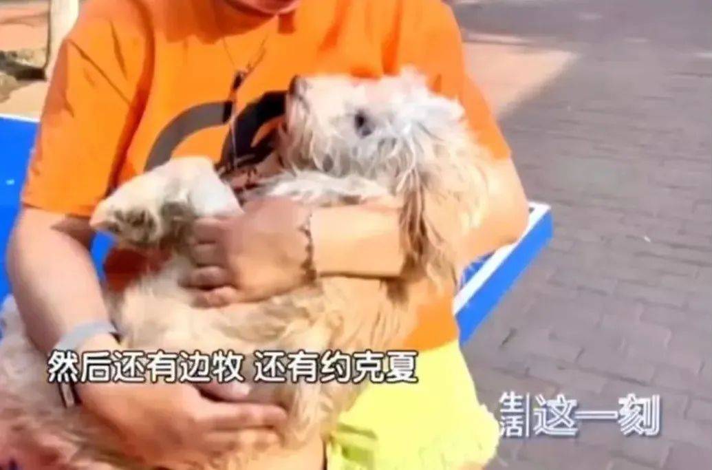Oeffentlich berichtetes Bild eines mutmasslich betroffenen Hundes. Quelle: Sohu, erneute Veroeffentlichung oeffentlicher Berichte.