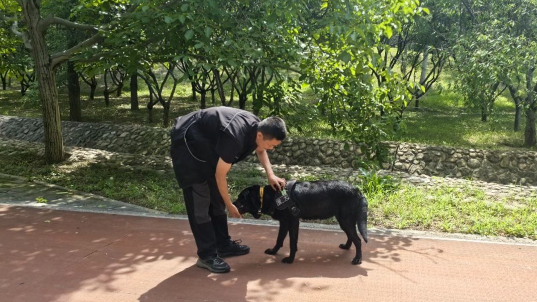 Der Spuerhund Duoduo. Bildquelle: Beijing Daily.
