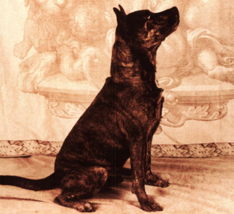 Oeffentliches Bild mit Bezug zu Buster. Bildquelle: Wikimedia Commons, lokal gespeichert.