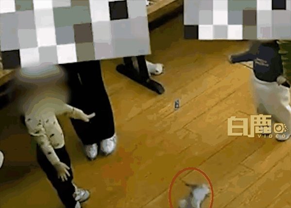 Ueberwachungsbild zeigt, wie der Junge das Kitten hochhebt