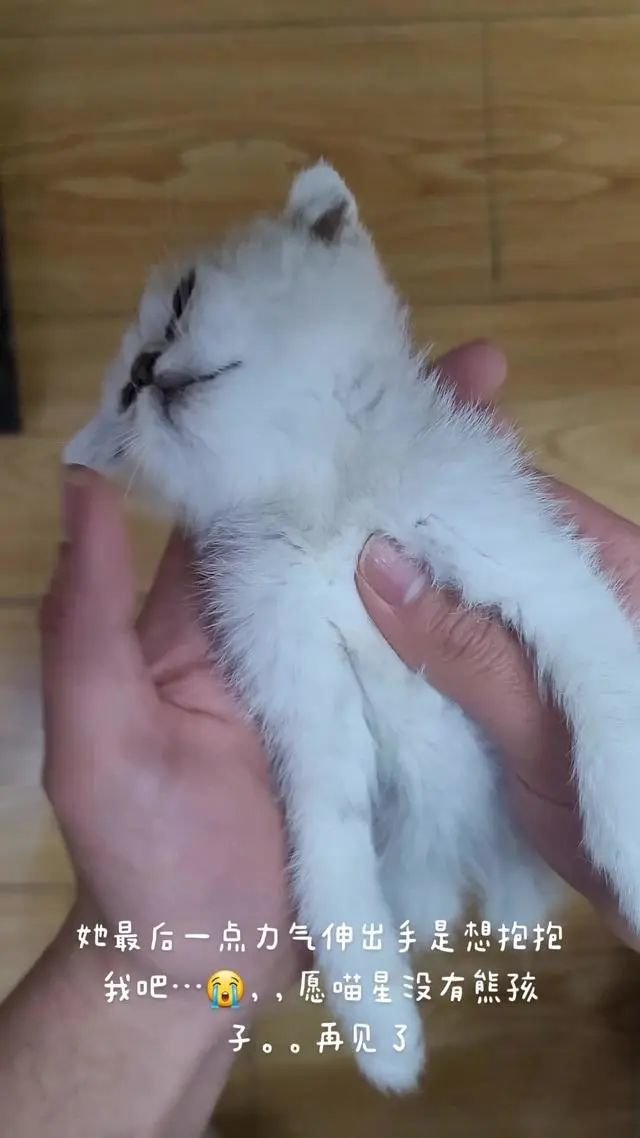 Bild des zwei Monate alten Kittens zu Lebzeiten