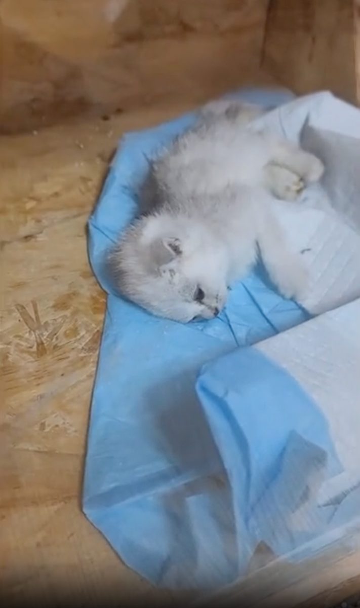 Kitten aus dem oeffentlichen Video des Katzencafes