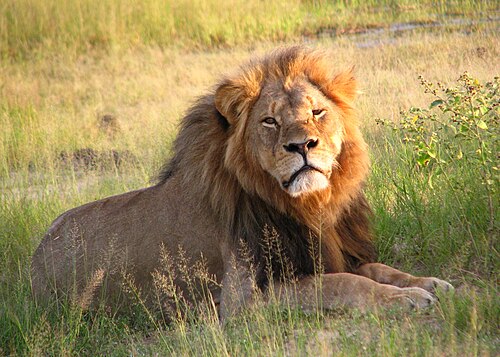 Oeffentliches Bild von Cecil im Hwange National Park. Bildquelle: Wikimedia Commons, lokal gespeichert.