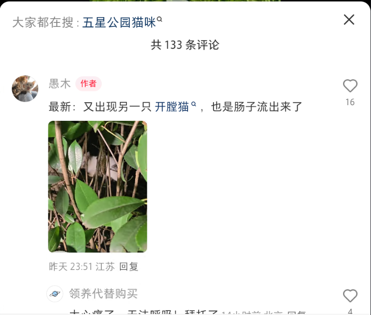 Comment screenshot: the poster allegedly wrote that another cat with an opened abdomen had appeared. Time, location, and