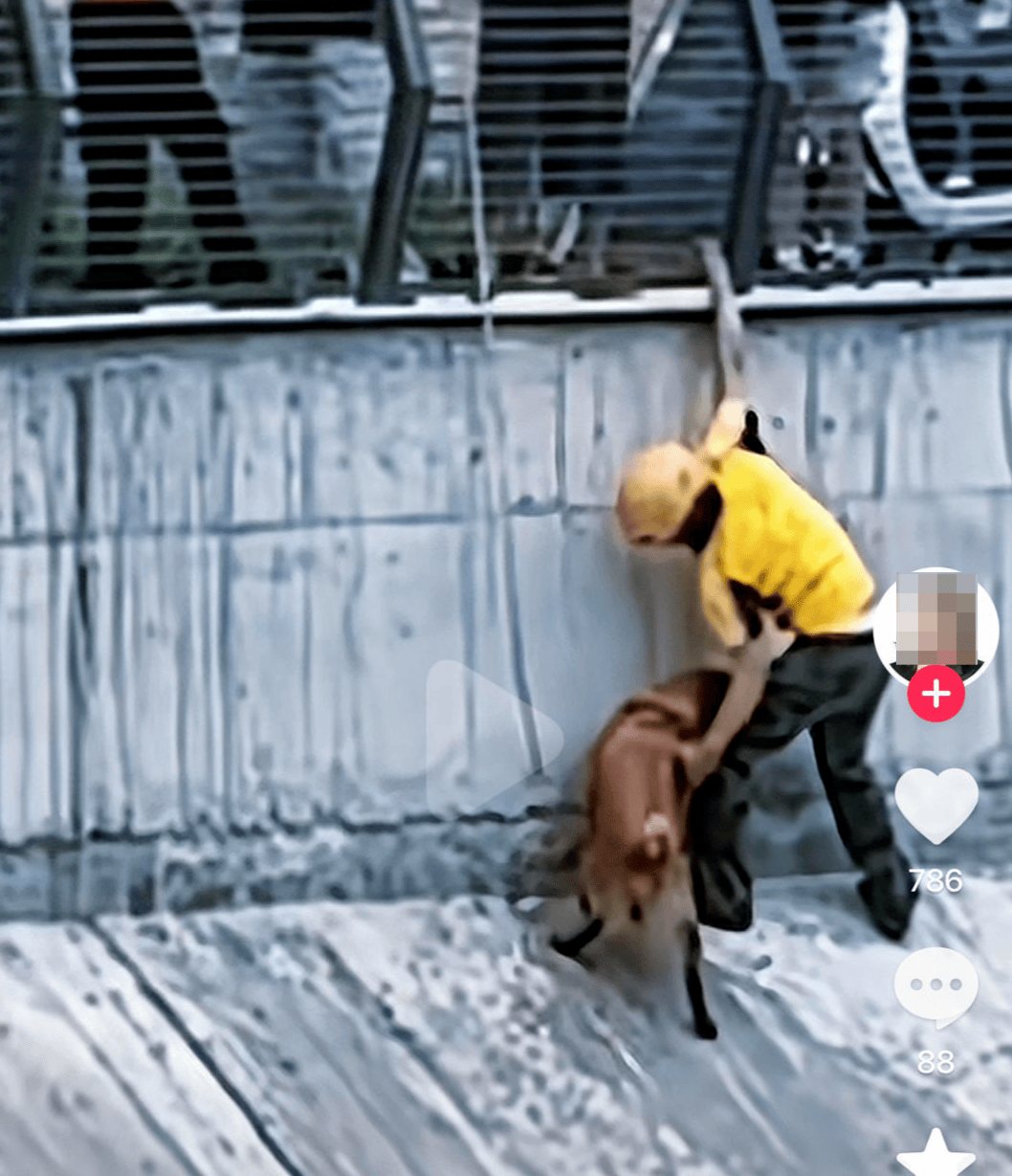 Nahaufnahme der Rettung am Dongfeng-Kanal: Beteiligte helfen dem Golden Retriever am Wasserrand zur Boeschung. Quelle: Repost-Seite von Red Star News.