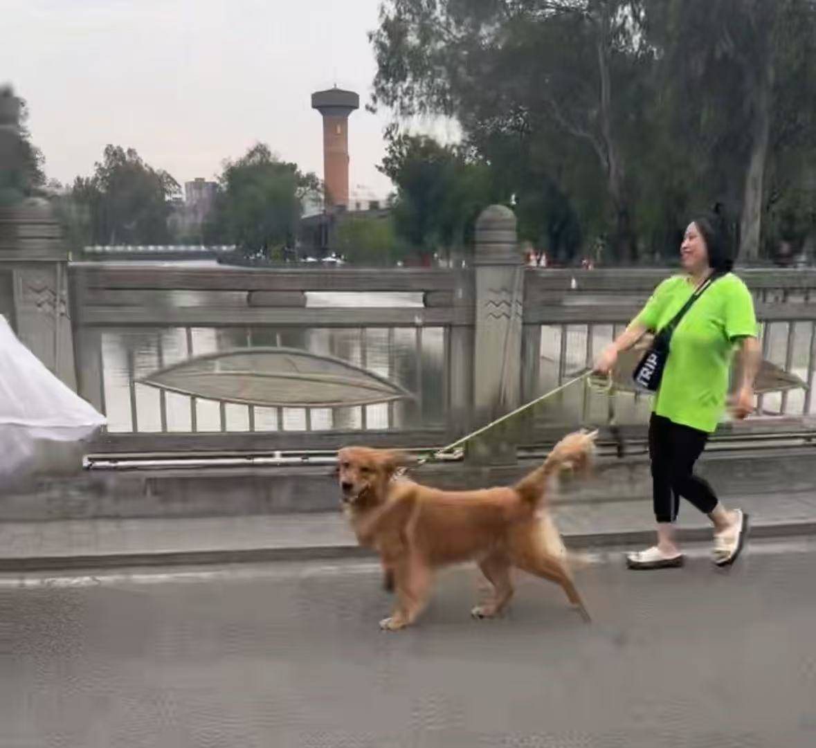 Der gerettete Golden Retriever hat den Kanal verlassen; spaetere Bilder zeigen, dass er aus dem gefaehrlichen Wasserbereich gebracht wurde. Quelle: Repost-Seite von Red Star News.