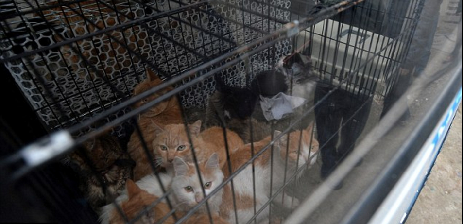 Im Bericht gezeigte Katzen in Kaefigen in einem Lager in Chengdu; die Quelle ist als Reuters/Daily Mail-Zusammenstellung angegeben, lokal gespeichert.