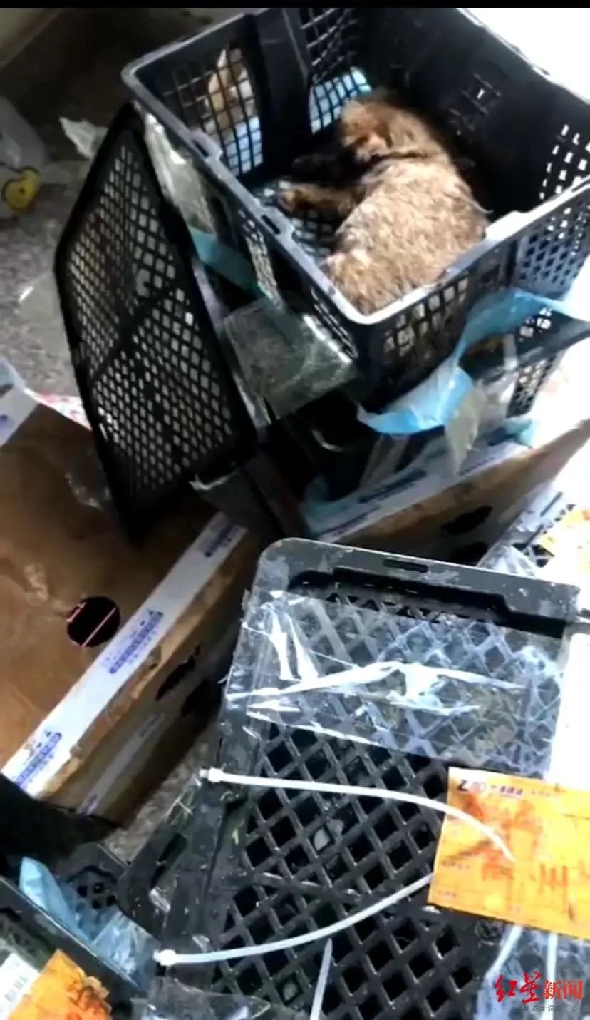 Katzen und Hunde wurden fuer den Transport in Kisten gesetzt