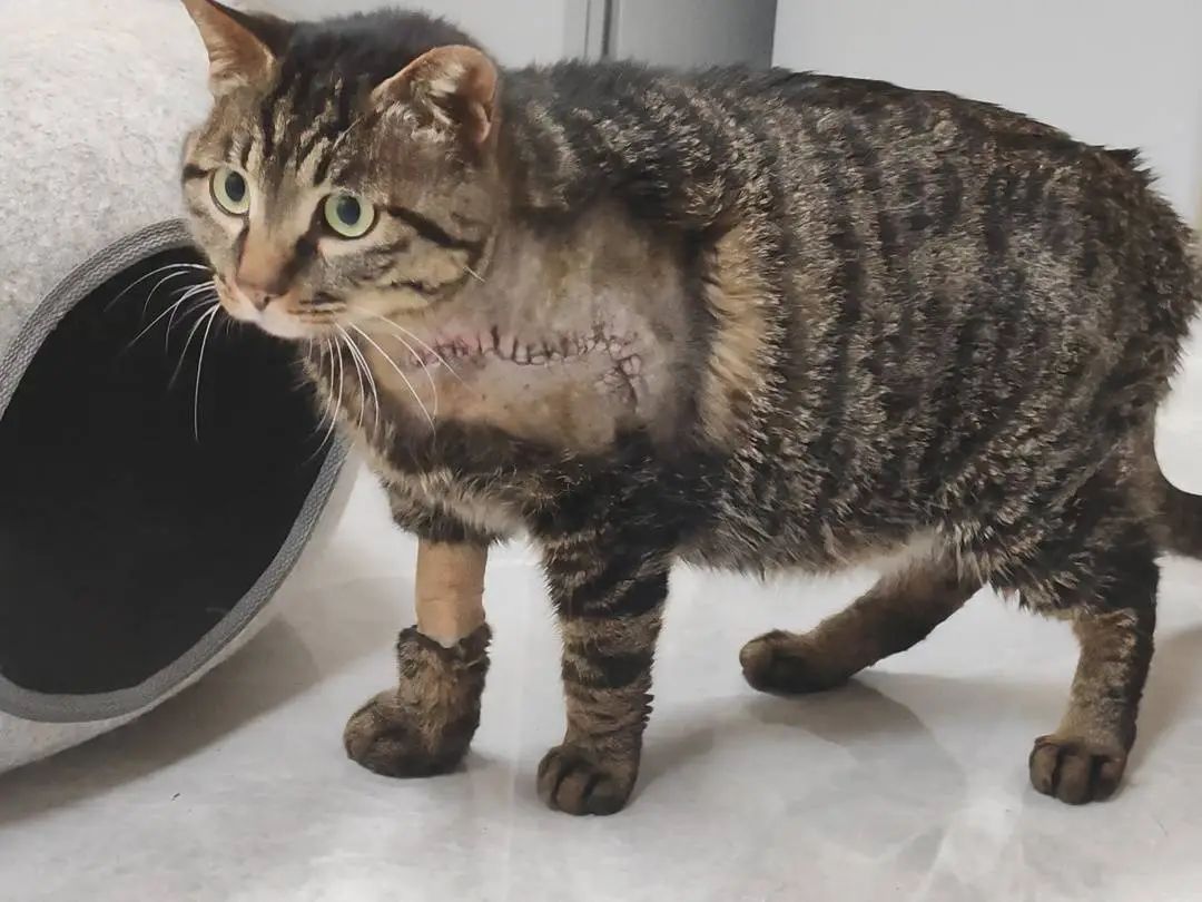 Die verletzte getigerte Katze nach der Behandlung. Quelle: GMW.cn unter Berufung auf Cover News; Bild vom Interviewpartner bereitgestellt.