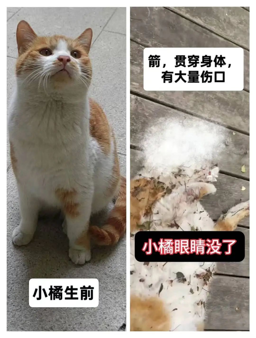 Oeffentlich berichtetes Bild im Zusammenhang mit der toten orangefarbenen Katze; sensibles Material. Quelle: GMW.cn unter Berufung auf Cover News.