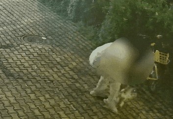 媒体报道中的现场监控画面：男子在路边抓住猫