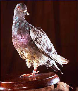 Historisches oeffentliches Bild von Cher Ami