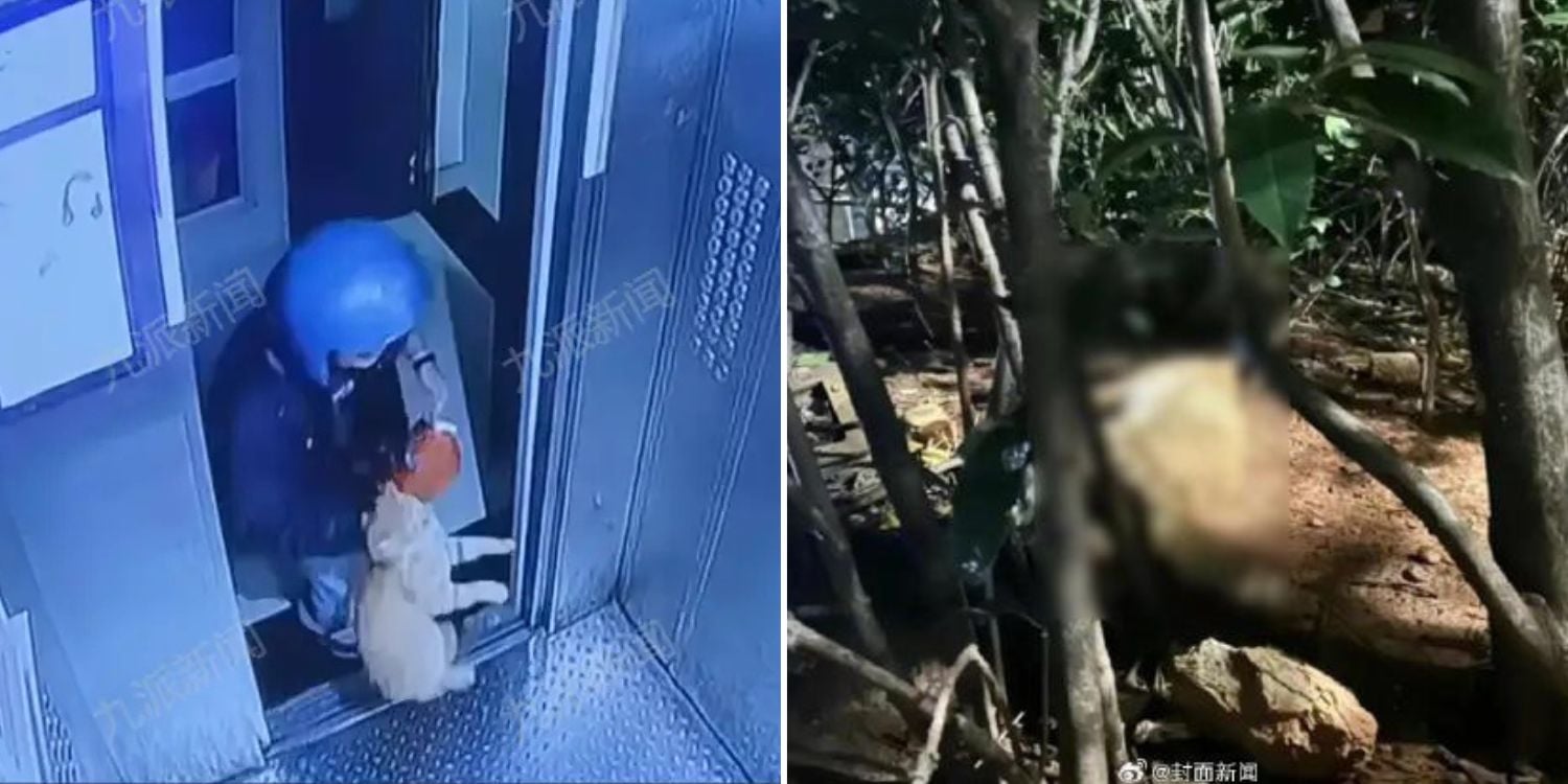 Oeffentlich berichtetes Bild, lokal gespeichert: China: Lieferfahrer wirft Streunerkatze aus dem 26. Stock, Katze stirbt. Bildquelle: MustShareNews: Delivery man throws stray cat off 26-floor building in China, feline dies.