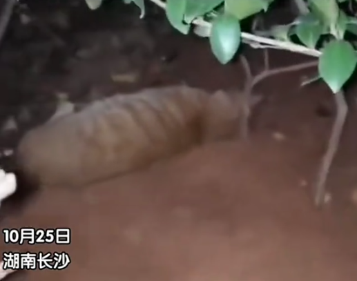 Oeffentlich berichtetes Bild, lokal gespeichert: China: Lieferfahrer wirft Streunerkatze aus dem 26. Stock, Katze stirbt. Bildquelle: MustShareNews: Delivery man throws stray cat off 26-floor building in China, feline dies.