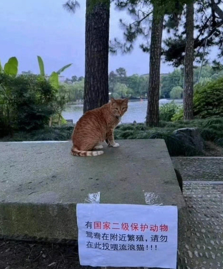 Campuskatze und Hinweis zum Fuettern von Streunerkatzen