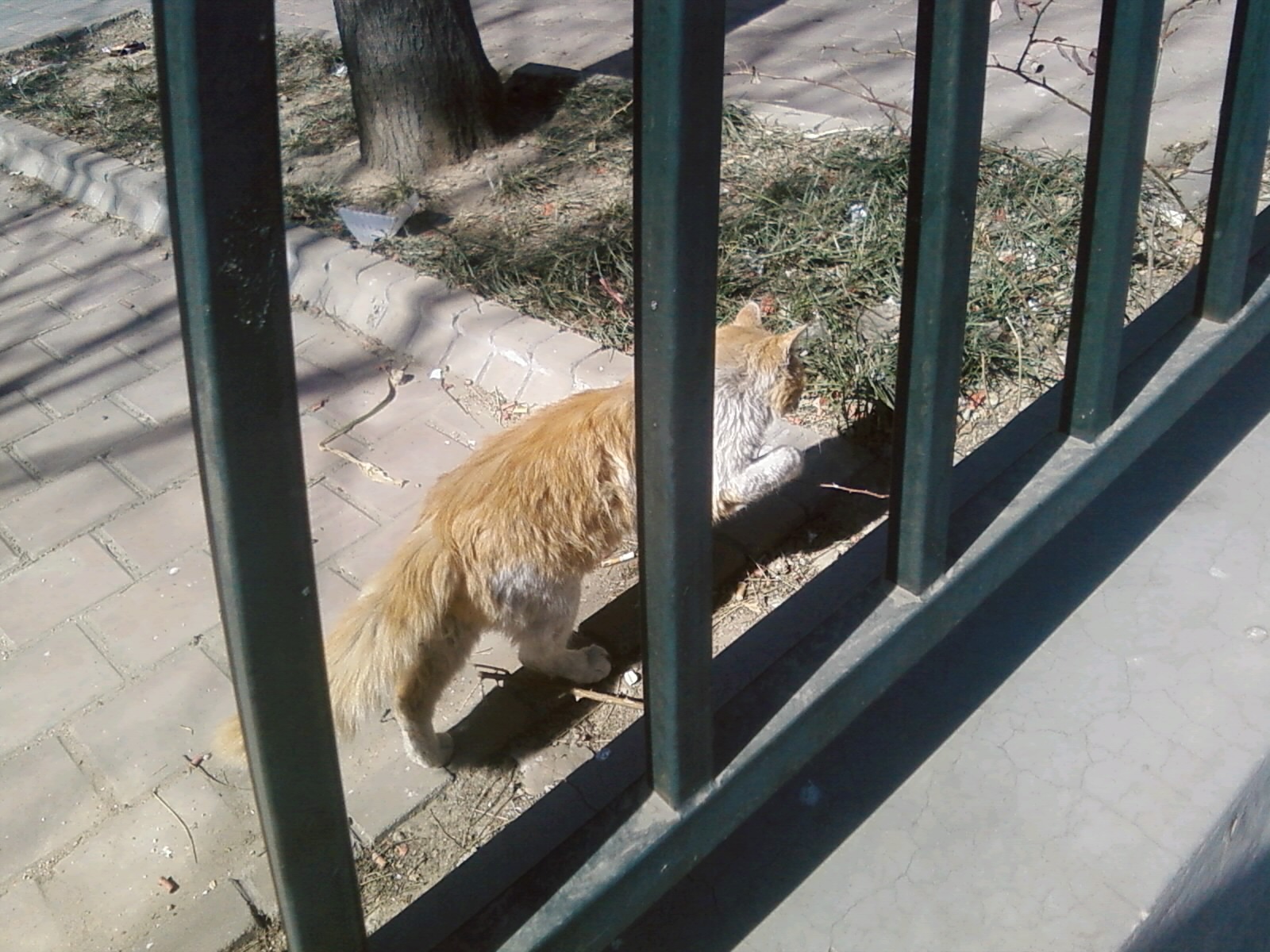 Eine Strassenkatze in Beijing