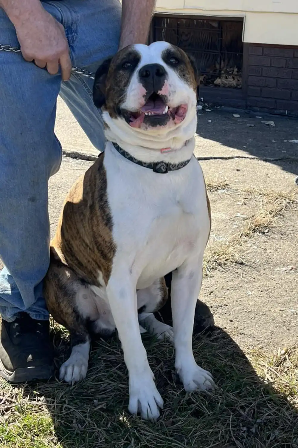 Ace, Familienhund aus Cleveland