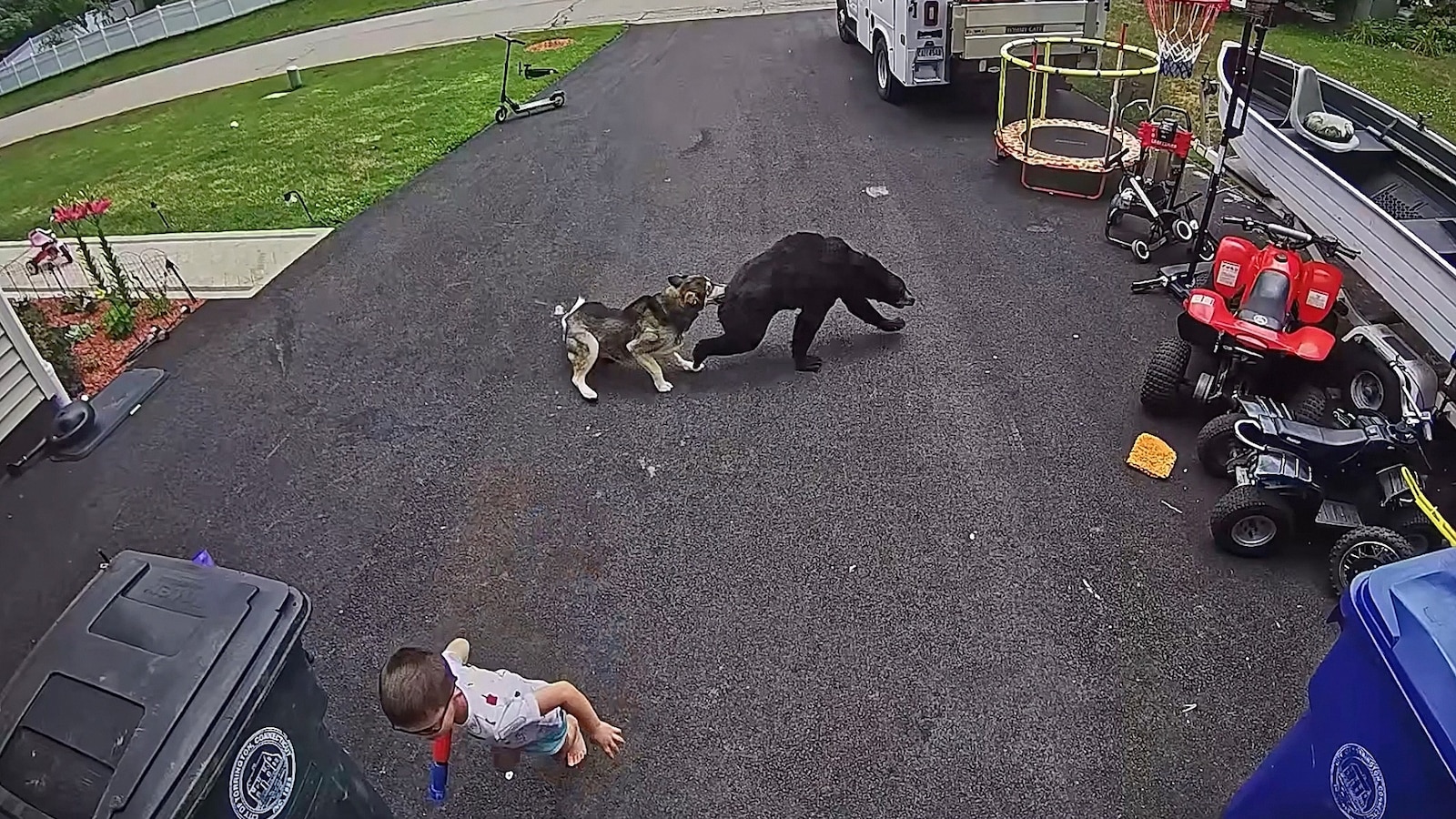 Bella drives the bear away from the child. Source: ABC News / Jeffrey Tazzara via Storyful.