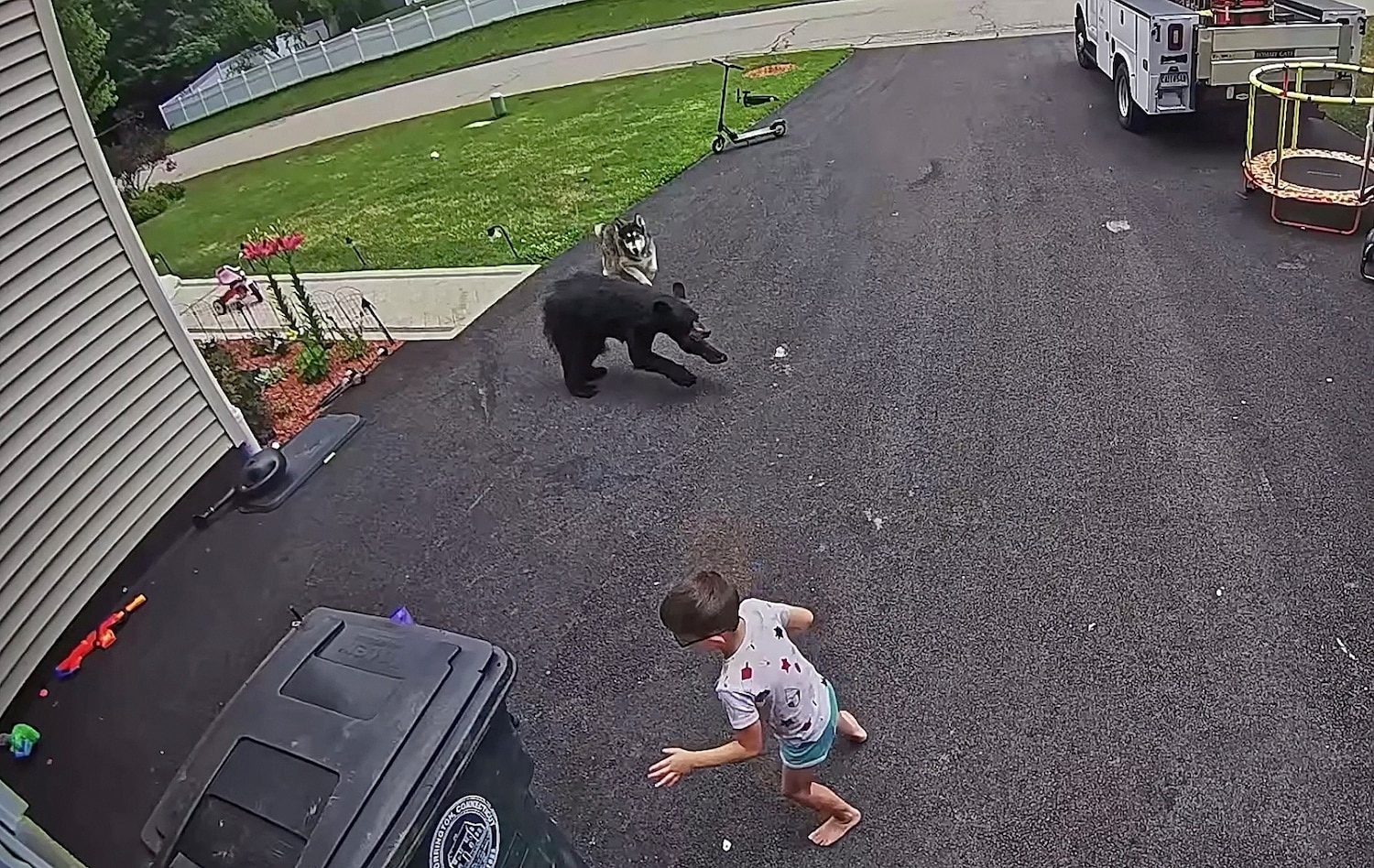 Security footage shows the bear charging toward the child as Bella approaches. Source: ABC News / Jeffrey Tazzara via Storyful.