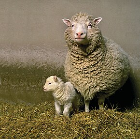 Oeffentliches Bild von Dolly. Bildquelle: Wikimedia Commons, lokal gespeichert.
