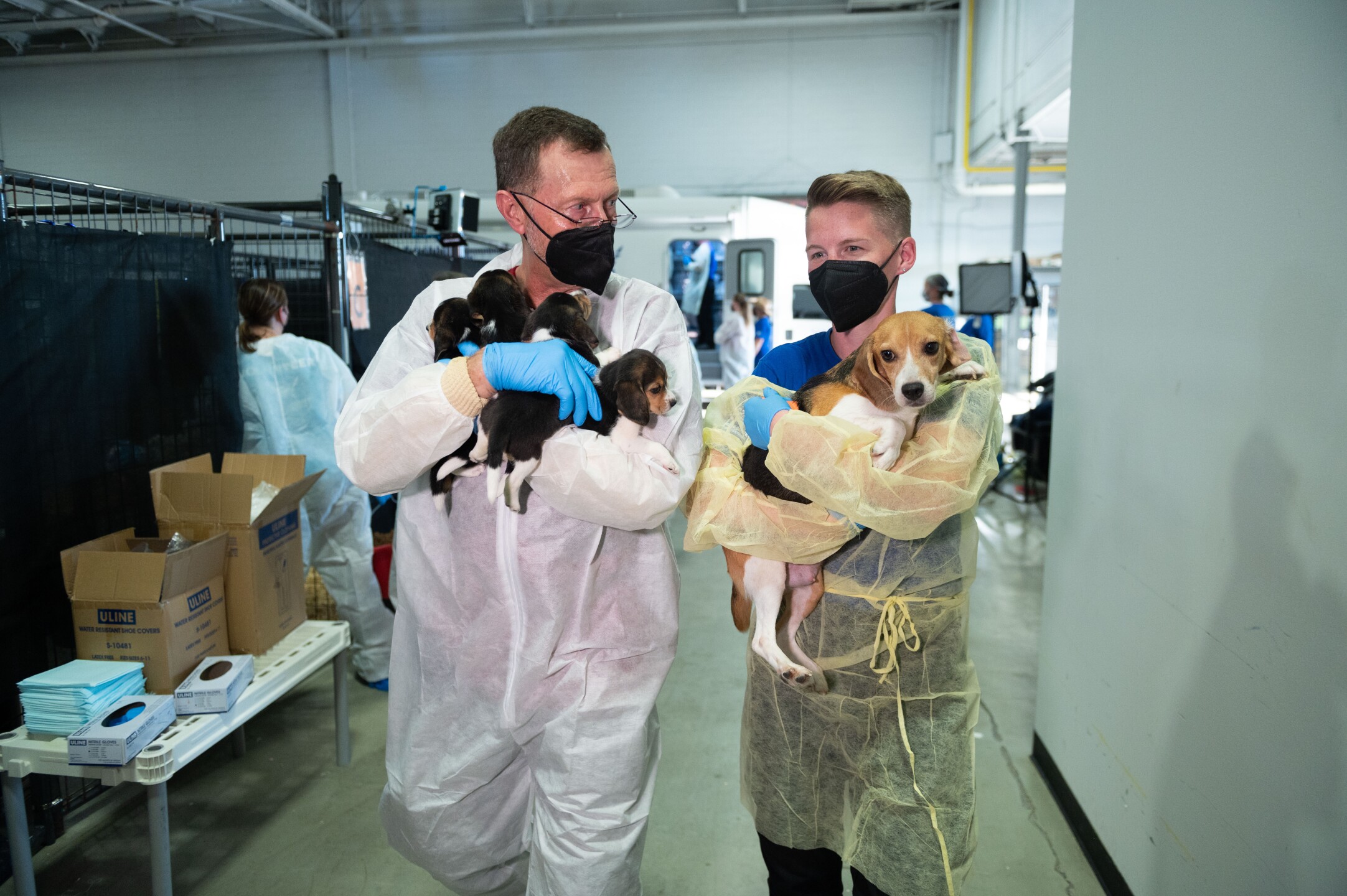 HSUS-Mitarbeitende halten Beagle-Welpen, die aus der Envigo-Anlage in Cumberland herausgebracht wurden