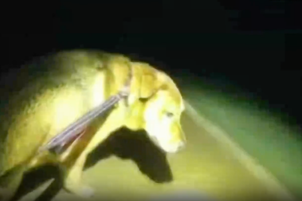 Eeyore fuehrt Deputy Devon Miller bei der Suche