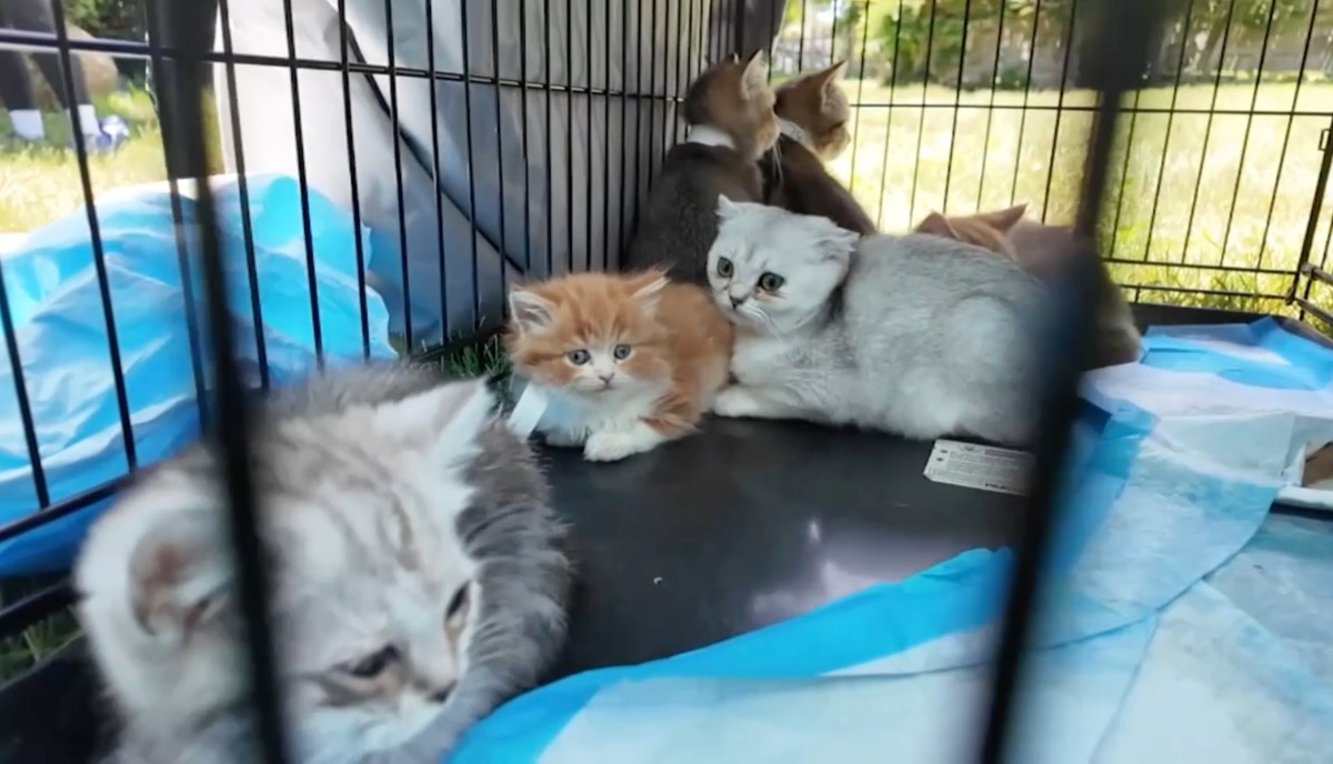 Rescued cats in a cage shown in New York Post reporting on the Glen Cove 155 animals neglect case