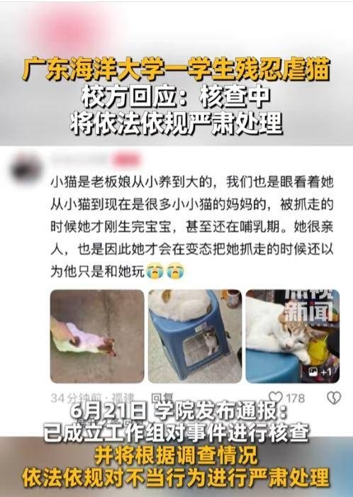 Fall an der Guangdong Ocean University: Student nahm die Mutterkatze eines Convenience Stores mit und toetete sie