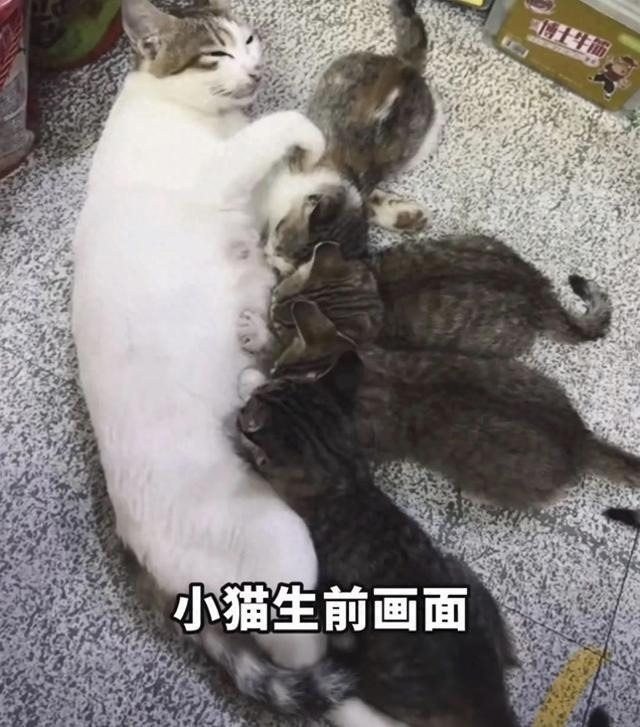 Fall an der Guangdong Ocean University: Student nahm die Mutterkatze eines Convenience Stores mit und toetete sie