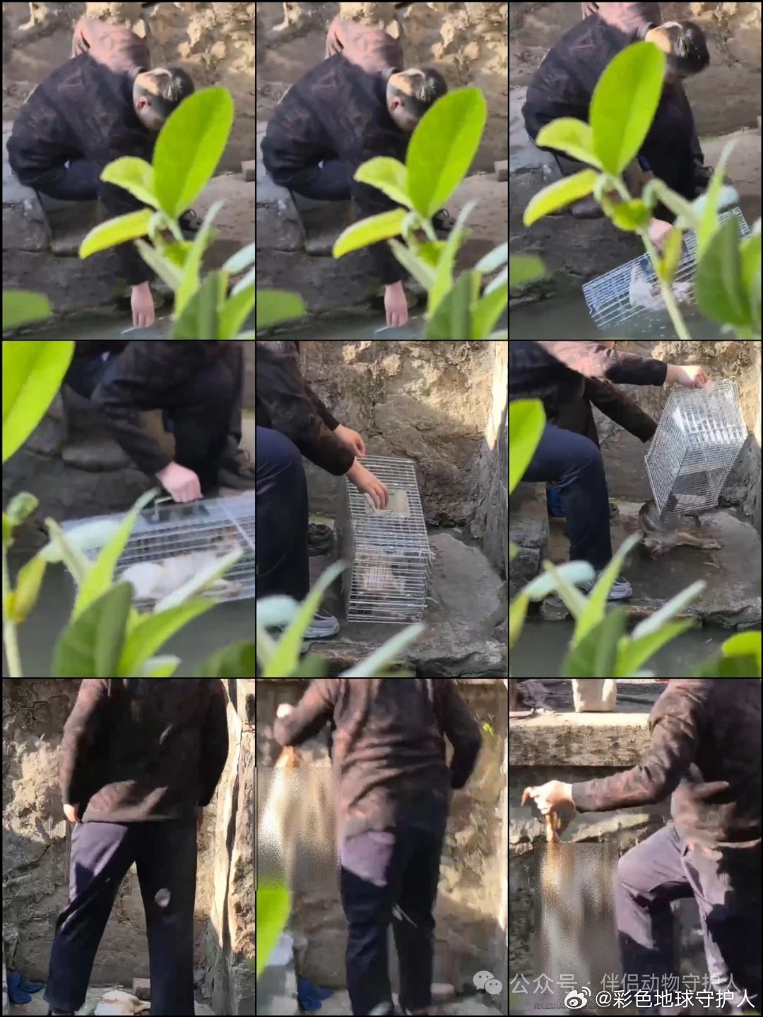 公开传播视频截图拼图，显示男子在河涌边使用捕笼接触猫只