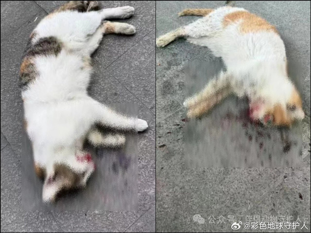 公开传播画面中的死亡猫只照片