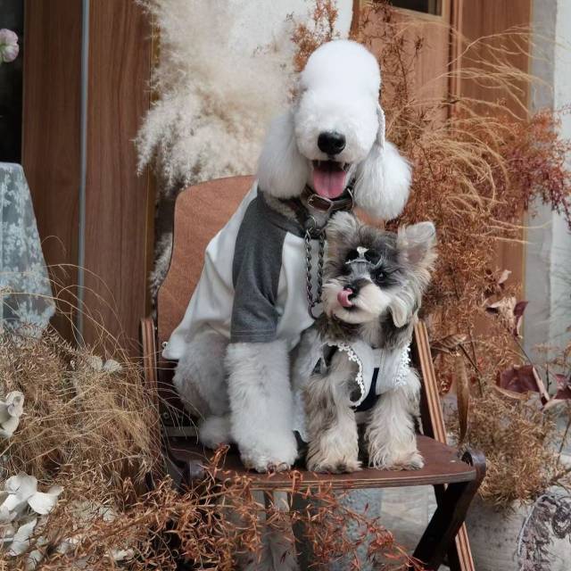 Lebensfoto von Wudong und Shaomai