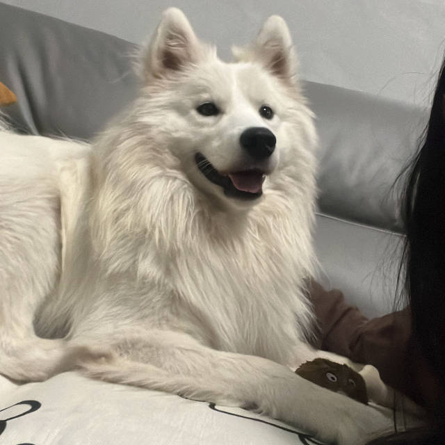Lebensfoto eines weiteren betroffenen Hundes