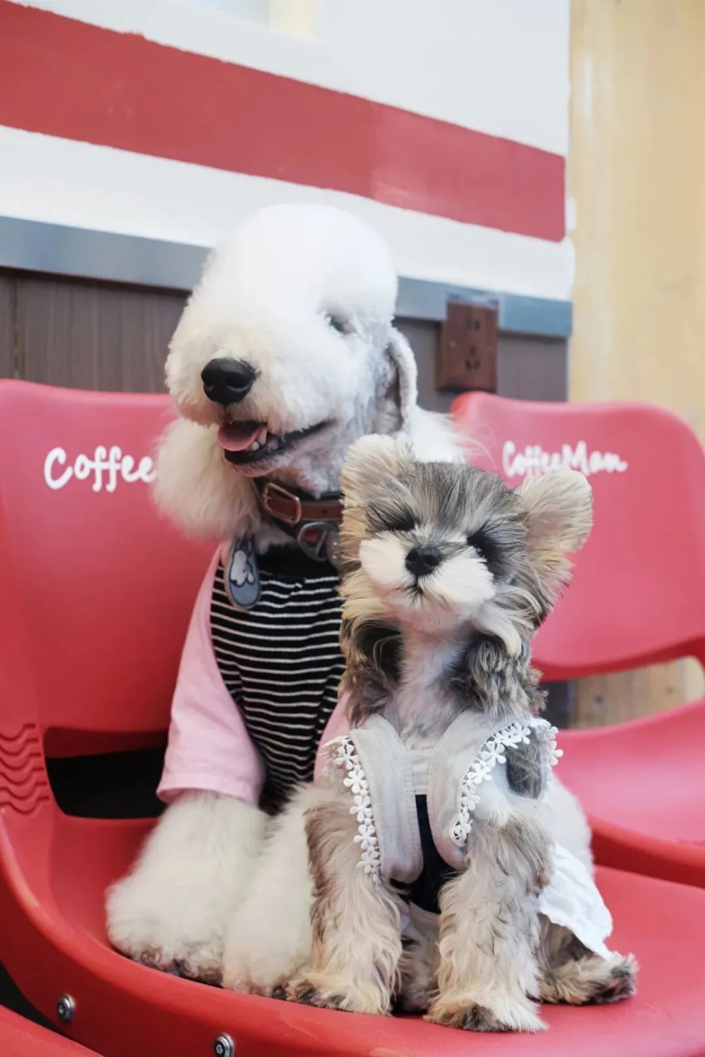 Lebensfoto eines betroffenen Hundes