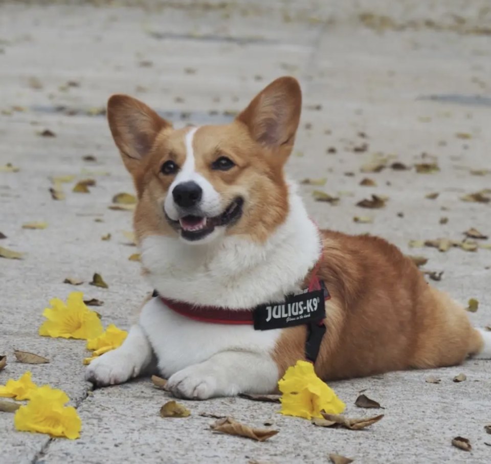 Der getoetete Hund Rocco