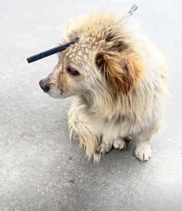Der Hund beim Auffinden