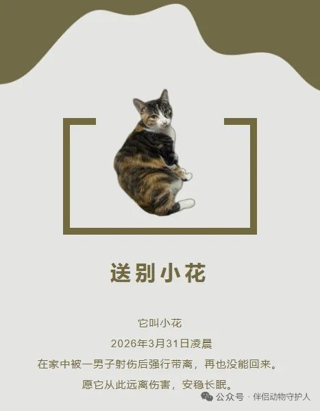 Gedenkbild fuer die betroffene Katze Xiaohua
