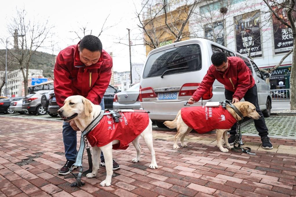Szene aus dem Training von Blindenfuehrhunden. Bildquelle: Xinhua.