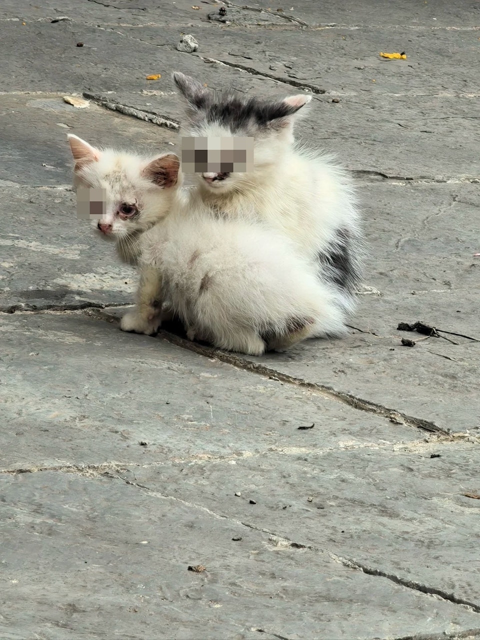 Guiyang Wenchang Pavilion injured stray kittens