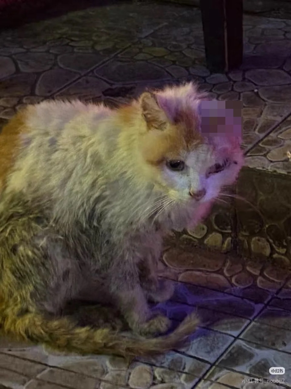 Stray cat with ear injury
