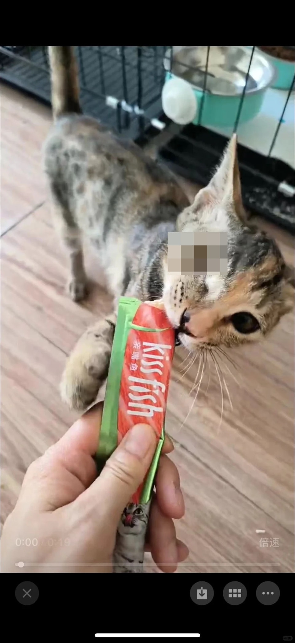 Public video claim about Wenchang Pavilion stray cats