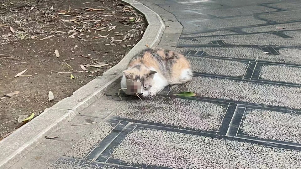 Public warning post about Wenchang Pavilion cat harm