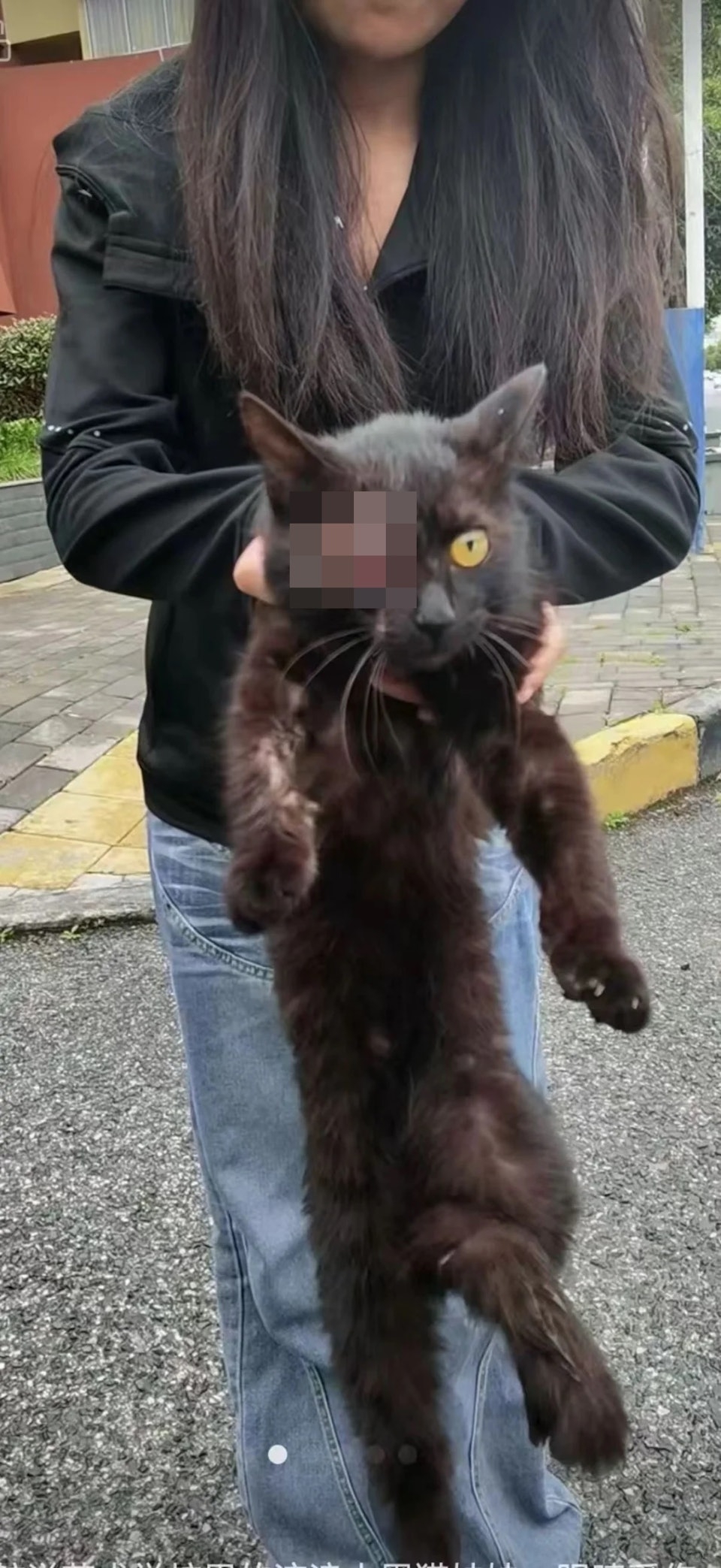 Injured stray cat near Wenchang Pavilion
