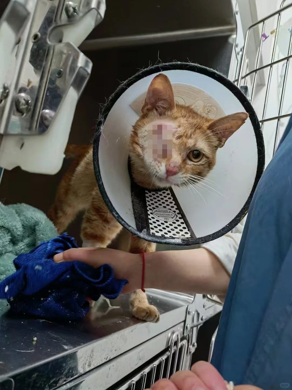 Internet-famous cat Xingzai was also reportedly harmed