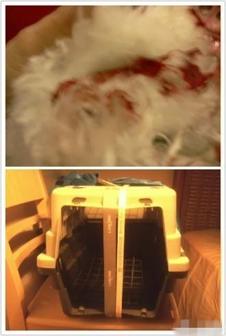 Foto von Blutspuren am Kopf von Gege nach ihrem Tod